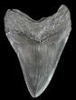 Large, Fossil Megalodon Tooth #69247-1